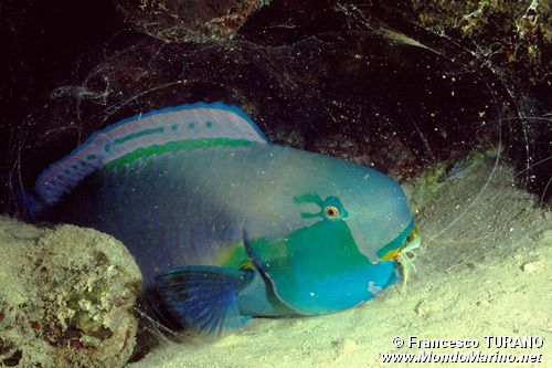 Pesce pappagallo gibboso (Scarus gibbus)