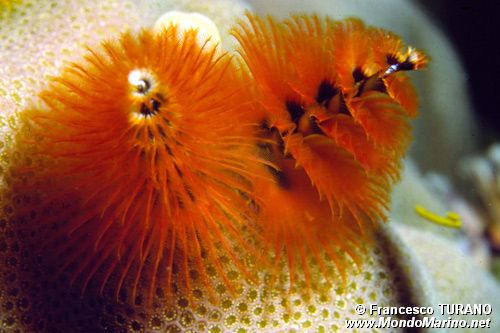 Anellide albero di natale (Spirobranchus giganteus)