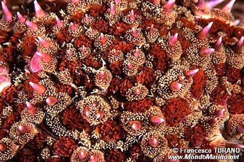 Martasteria (Marthasterias glacialis)