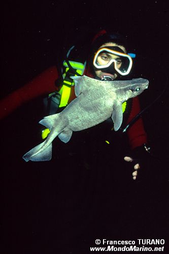 Squalo porco (Oxinothus centrina)