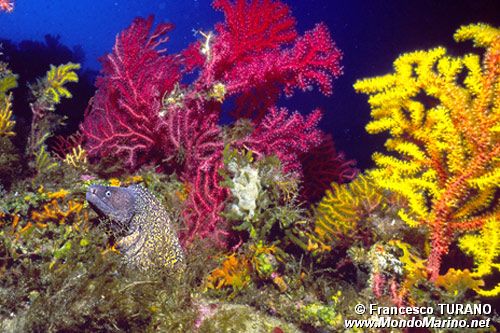 Murena (Muraena helena)