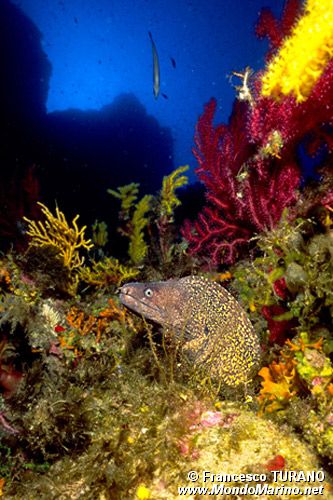 Murena (Muraena helena)