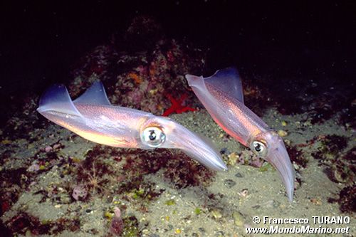 Calamaro (Loligo vulgaris)