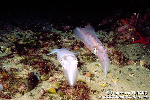 Calamaro (Loligo vulgaris)