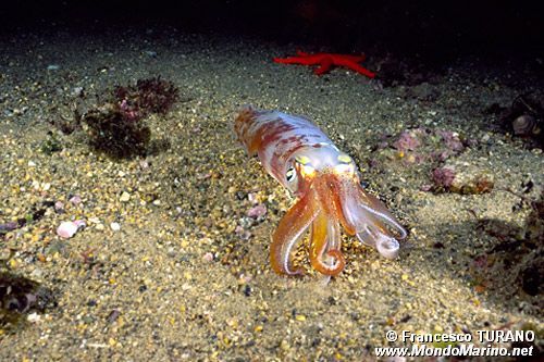 Calamaro (Loligo vulgaris)