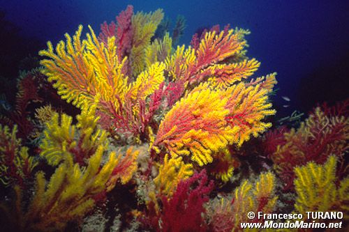 Gorgonia rossa (Paramuricea clavata)