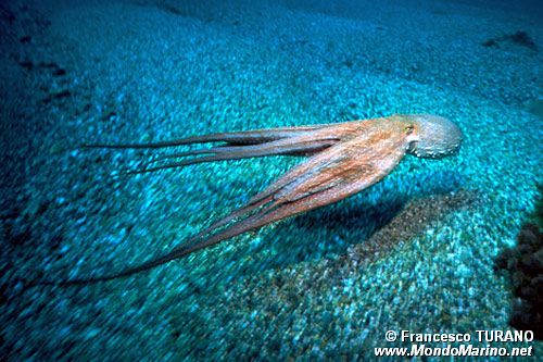 Polpo comune (Octopus vulgaris)