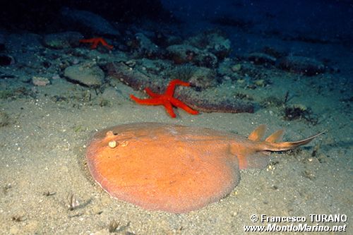 Torpedine (Torpedo torpedo)