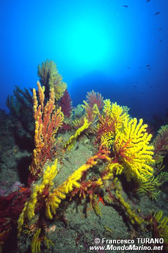 Gorgonia rossa (Paramuricea clavata)