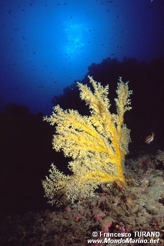 Falso corallo nero (Gerardia savaglia)