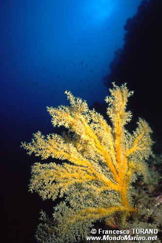 Falso corallo nero (Gerardia savaglia)