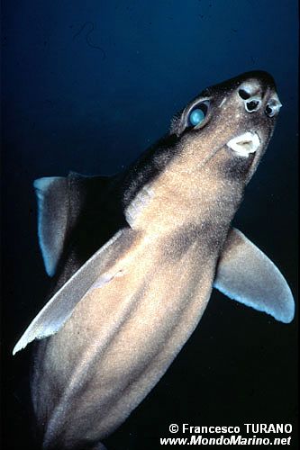 Squalo porco (Oxinothus centrina)