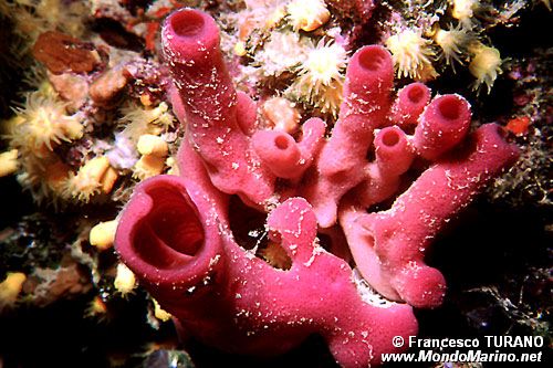 Spugna a canne d'organo (Haliclona mediterranea)