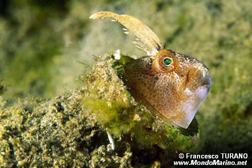 Bavosa cornuta (Parablennius tentacularis)