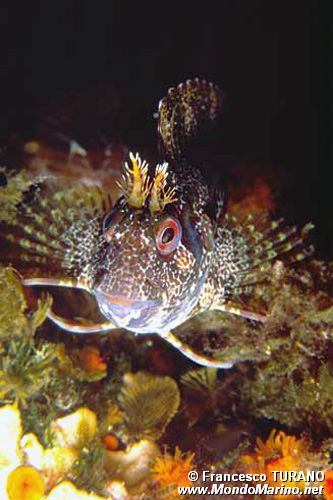 Bavosa ruggine (Parablennius gattoruggine)