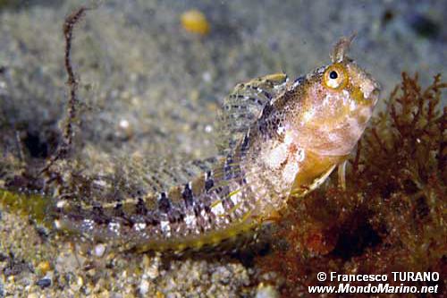 Bavosa cornuta (Parablennius tentacularis)