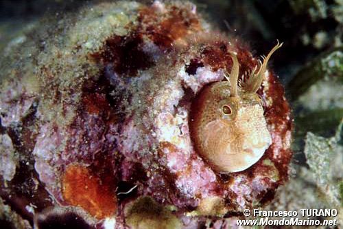 Bavosa cornuta (Parablennius tentacularis)