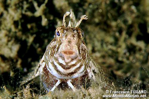 Bavosa cornuta (Parablennius tentacularis)