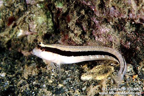 Bavosa bianca (Parablennius rouxi)