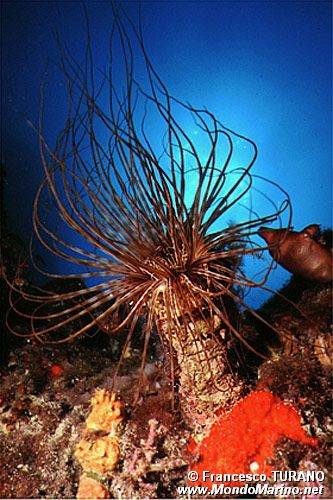 Cerianto (Cerianthus membranaceus)