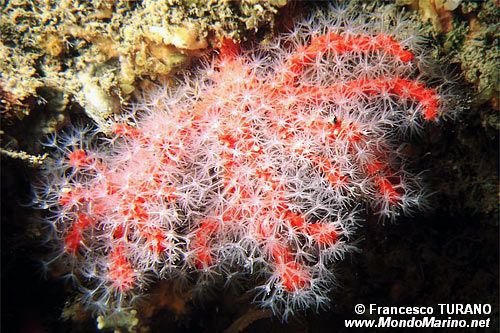 Corallo rosso (Corallium rubrum)