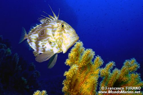 Pesce san pietro (Zeus faber)