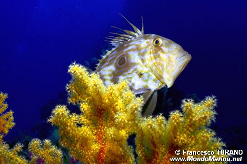 Pesce san pietro (Zeus faber)