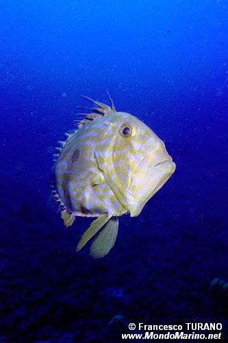 Pesce san pietro (Zeus faber)