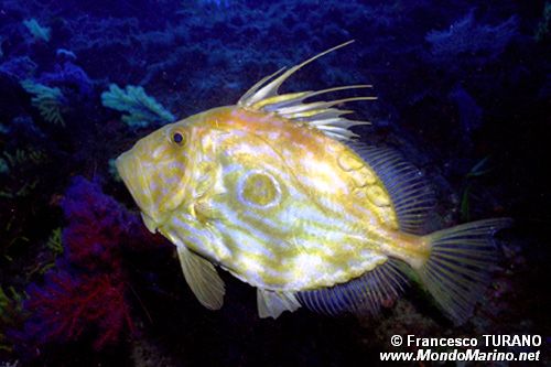 Pesce san pietro (Zeus faber)