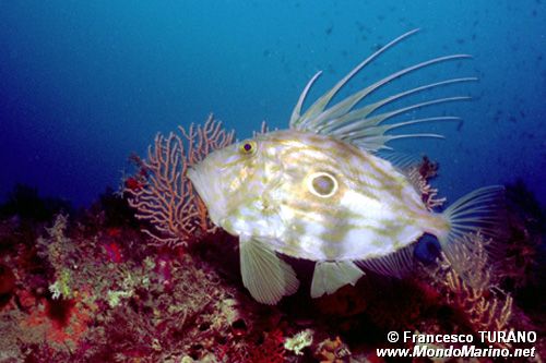 Pesce san pietro (Zeus faber)