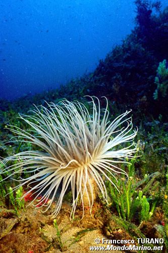 Cerianto (Cerianthus membranaceus)