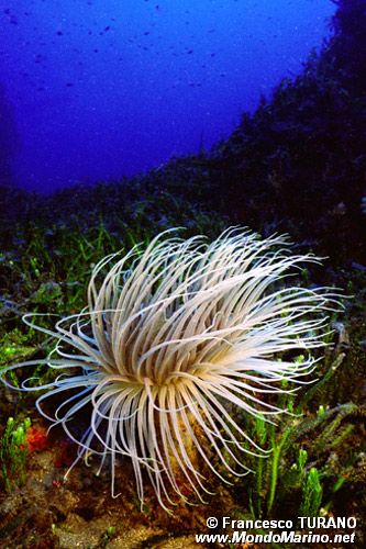 Cerianto (Cerianthus membranaceus)