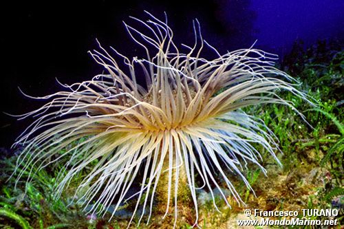 Cerianto (Cerianthus membranaceus)