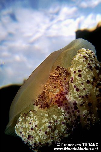 Medusa cassiopea (Cotylorhiza tuberculata)