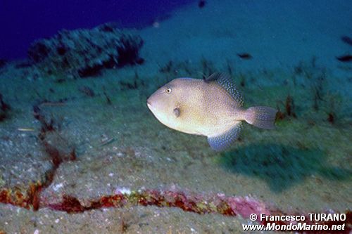 Pesce balestra mediterraneo (Balistes capriscus)
