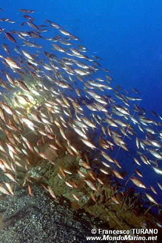 Pesce trombetta (Macrorhamphosus scolopax)