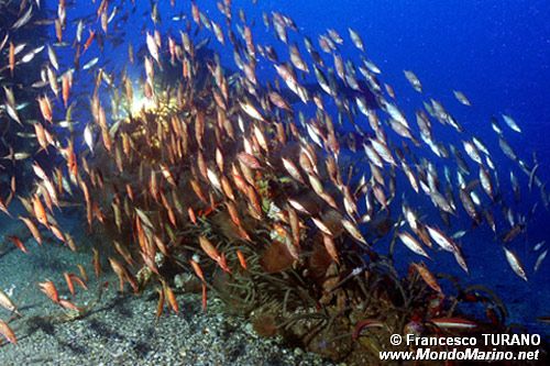 Pesce trombetta (Macrorhamphosus scolopax)