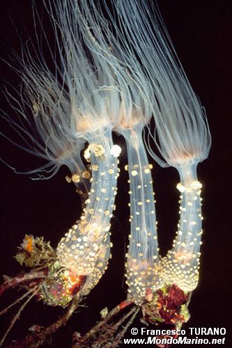 Attinia alice (Alicia mirabilis)