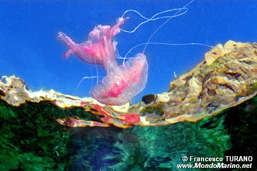 Medusa luminosa (Pelagia noctiluca)
