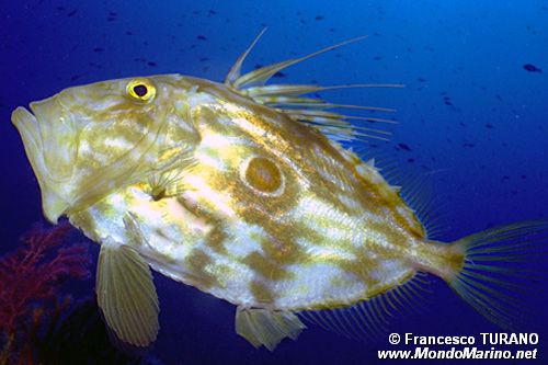 Pesce san pietro (Zeus faber)