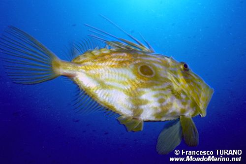 Pesce san pietro (Zeus faber)