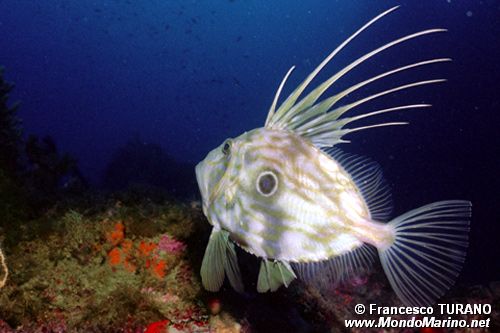 Pesce san pietro (Zeus faber)