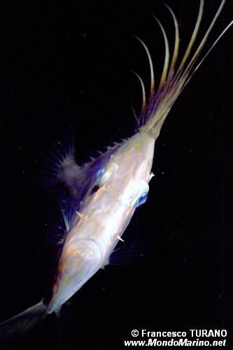 Pesce san pietro (Zeus faber)