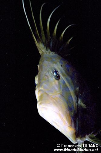 Pesce san pietro (Zeus faber)