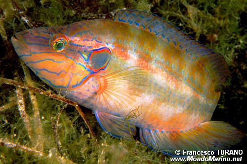 Tordo ocellato (Symphodus ocellatus)