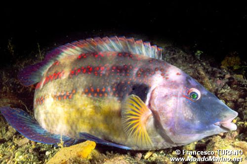 Tordo pavone (Symphodus tinca)