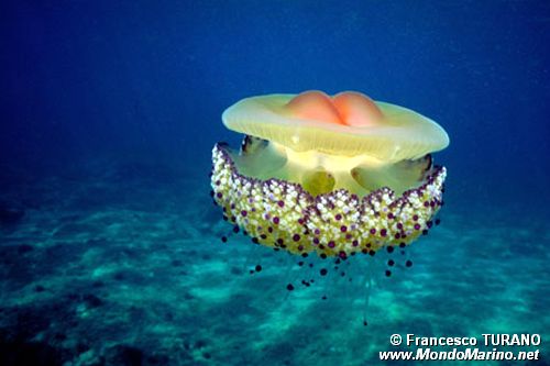 Medusa cassiopea (Cothyloriza tubercolata)
