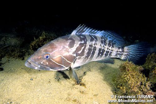 Cernia bianca (Epinephelus aeneus)