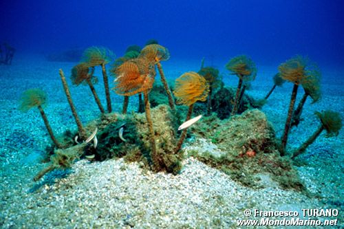 Spirografo (Sabella spallanzanii)