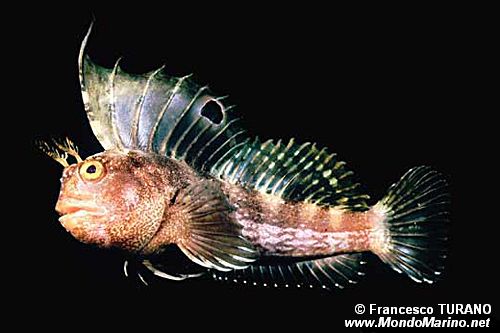 Bavosa occhiuta (Blennius ocellaris)